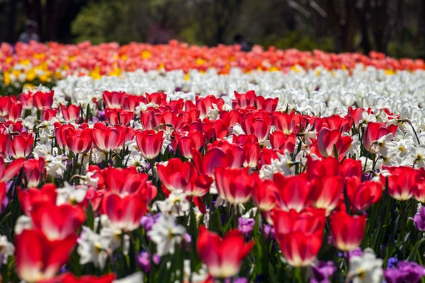 Dallas Blooms, Dallas Arboretum