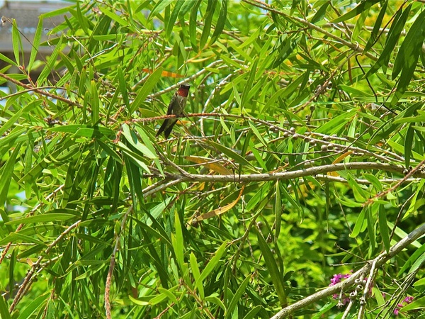 11, Katie, magical moment, butterflies and hummingbirds, January 2013, Ruby-throated hummingbird