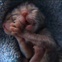 A two-faced kitten was born in Oregon