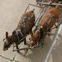 News_RodeoHouston_Trail riders_Memorial Park