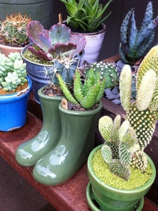 Redenta's Garden in Dallas
