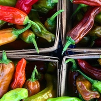 Good Local Markets presents V Market Vegan Pop-Up