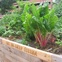 Deep Ellum Gardens