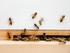 Kristi Willis: W Austin's new rooftop apiary to produce 4,000 pounds of honey per year