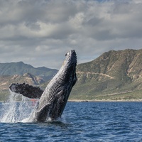 National Geographic presents Earth Live