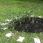 News_Art Guys_tree vandal_Dec 2011