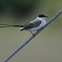 Austin Photo: News_kevin_TPWD_rare bird_December 2012_fork-tailed flycatcher