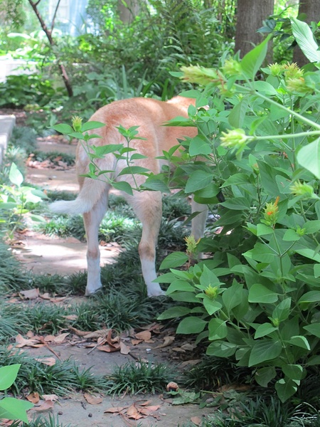 News_6_Katie_Patsy Cravens_Patches rootin’ around in Patsy’s yard