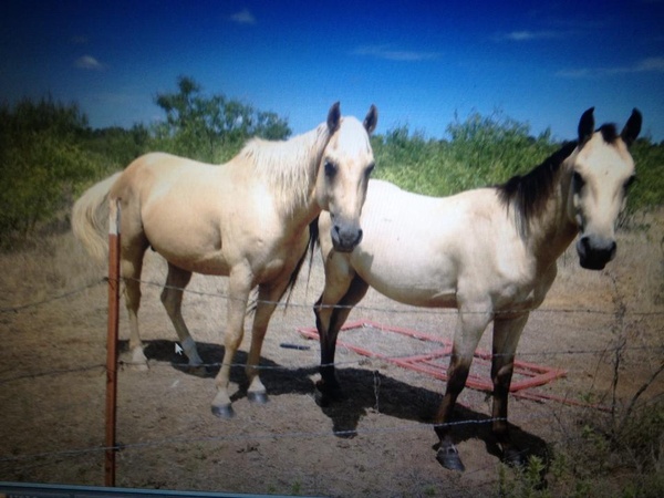 Horses on Olympian Ranch