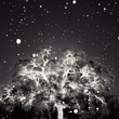 HCP SPIN8, July 2012, Colin Blakely - Lighted Tree
