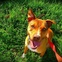 Austin Photo Set: News_mike_hard luck hounds_june 2012_1