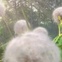 Epic, movie, daffodils