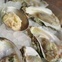 Liberty Kitchen Bar oysters on ice