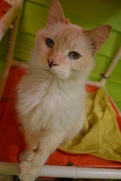 Austin Pets Alive! Dick Whitman cat Picture this Pet