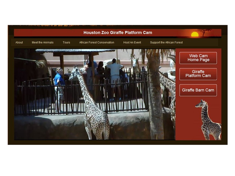 News_Houston Zoo_giraffe cam