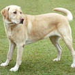 dog, pet