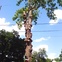 100-year-old American Sycamore tree at Oxford St. Houston Heights cut 