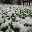 News_snow_grass