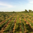 Joel, Messina Hof, July 2012, vineyard