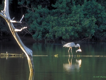 Great Blue Heron at Armand Bayou Nature Center