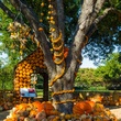 Dallas, Dallas Arboretum, Autumn at the Arboretum, Chihuly, Melisa Ambers, Rod Lindley