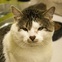 Walter the cat from Austin Pets Alive! 
