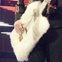 ZZ Top Rodeo 2012