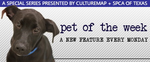 DTX Pet of the Week